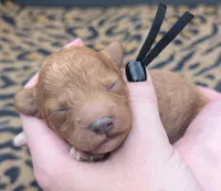 Snoopy 🖤, a male Poodle - Toy  for sale in Meta, MO – 4 of 10