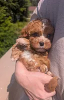 Jaxin 🩵, a male Cavapoo for sale in Meta, MO – 5 of 10