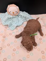 Rex 🦖, a male Poodle - Miniature  for sale in Meta, MO – 10 of 10