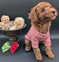 Watermelon 🍉, a female Poodle - Toy  for sale in Meta, MO – 10 of 10