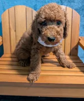 Buzz 🤍, a male Poodle - Miniature  for sale in Meta, MO – 4 of 10