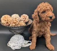 Buzz 🤍, a male Poodle - Miniature  for sale in Meta, MO – 9 of 10