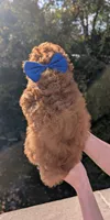 Blueberry 🫐, a male Poodle - Toy  for sale in Meta, MO – 8 of 10