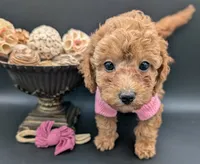Raspberry 🩷, a female Poodle - Toy  for sale in Meta, MO – 10 of 10