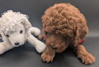Woody 🤎, a male Poodle - Miniature  for sale in Meta, MO – 10 of 10