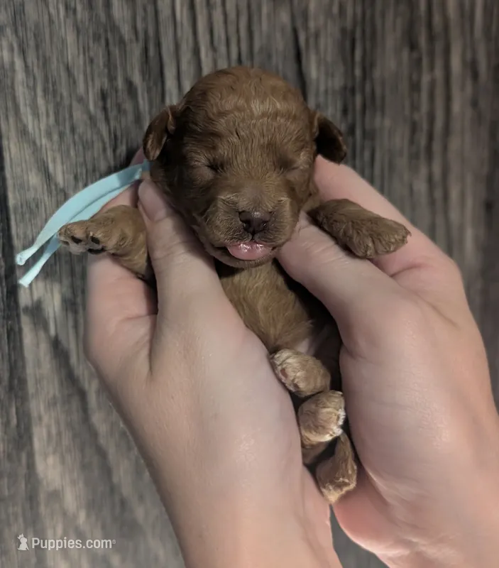 Betty 🩵 – Poodle - Toy  puppy for sale in Meta, MO