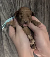 Betty 🩵, a female Poodle - Toy  for sale in Meta, MO – 1 of 10