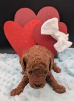 Cal 🤍, a male Poodle - Miniature  for sale in Meta, MO – 4 of 10