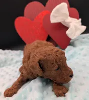 Cal 🤍, a male Poodle - Miniature  for sale in Meta, MO – 8 of 10