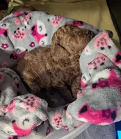 Bo Peep 🩷, a female Poodle - Miniature  for sale in Meta, MO – 6 of 10