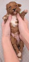 Linus 💚, a male Poodle - Miniature  for sale in Meta, MO – 7 of 10