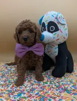 Chelsea 💜, a female Poodle - Miniature  for sale in Meta, MO – Photo 1 of 10