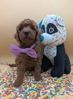 Chelsea 💜, a female Poodle - Miniature  for sale in Meta, MO – Photo 3 of 10