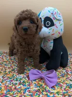 Chelsea 💜, a female Poodle - Miniature  for sale in Meta, MO – Photo 6 of 10