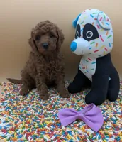 Chelsea 💜, a female Poodle - Miniature  for sale in Meta, MO – Photo 8 of 10