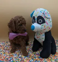 Chelsea 💜, a female Poodle - Miniature  for sale in Meta, MO – Photo 2 of 10