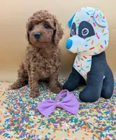 Chelsea 💜, a female Poodle - Miniature  for sale in Meta, MO – Photo 10 of 10