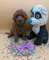 Chelsea 💜, a female Poodle - Miniature  for sale in Meta, MO – Photo 5 of 10