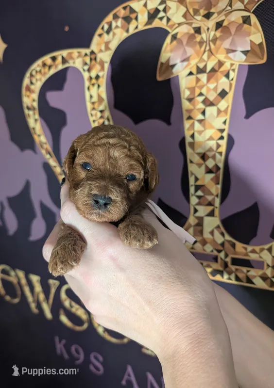 Watermelon 🍉 – Poodle - Toy  puppy for sale in Meta, MO
