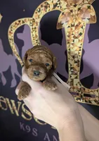 Watermelon 🍉, a female Poodle - Toy  for sale in Meta, MO – 1 of 10