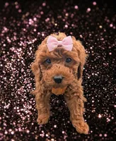 Maple 🍁, a female Poodle - Toy  for sale in Meta, MO – Photo 5 of 10