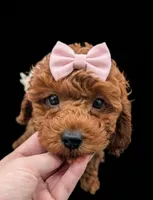 Maple 🍁, a female Poodle - Toy  for sale in Meta, MO – Photo 8 of 10