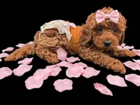 Maple 🍁, a female Poodle - Toy  for sale in Meta, MO – Photo 1 of 10