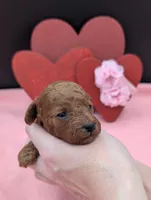 Sophia 🩷, a female Poodle - Miniature  for sale in Meta, MO – 3 of 10