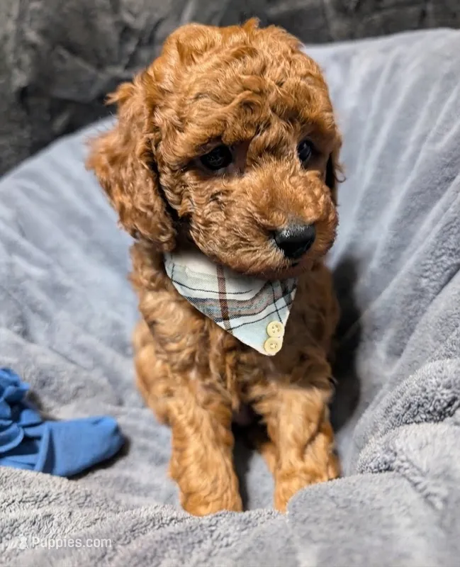 Caleb 🩵 – Poodle - Miniature  puppy for sale in Meta, MO