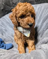 Caleb 🩵, a male Poodle - Miniature  for sale in Meta, MO – 1 of 10
