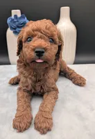 Caleb 🩵, a male Poodle - Miniature  for sale in Meta, MO – 4 of 10
