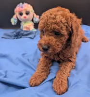 Caleb 🩵, a male Poodle - Miniature  for sale in Meta, MO – 8 of 10