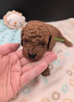 Rex 🦖, a male Poodle - Miniature  for sale in Meta, MO – 9 of 10