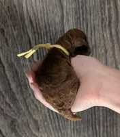 Banana 🍌, a male Poodle - Toy  for sale in Meta, MO – 6 of 10