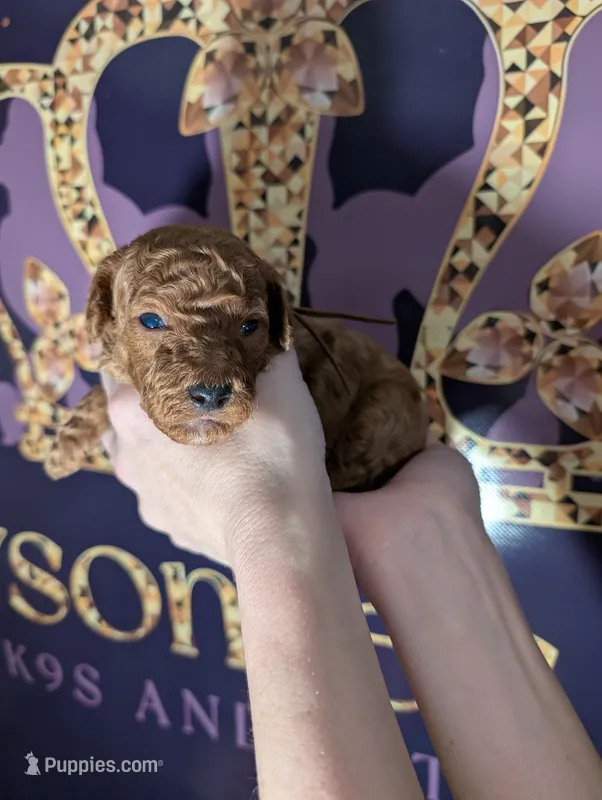 All Spice 🤎 – Poodle - Toy  puppy for sale in Meta, MO