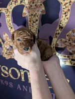 All Spice 🤎, a male Poodle - Toy  for sale in Meta, MO – 1 of 10