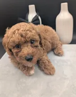 Snoopy 🖤, a male Poodle - Toy  for sale in Meta, MO – 8 of 10