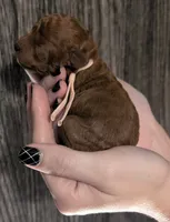 Ginger 🩷, a female Poodle - Toy  for sale in Meta, MO – 9 of 10