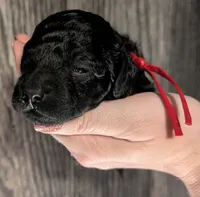 Simba ❤️, a male Poodle - Miniature  for sale in Meta, MO – 7 of 10