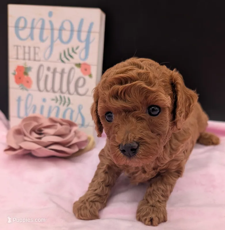 Pixie 🩷 – Poodle - Miniature  puppy for sale in Meta, MO