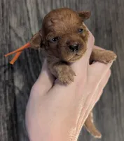 Maple 🧡, a female Poodle - Toy  for sale in Meta, MO – 4 of 10