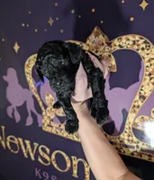 Sarabi 💜, a female Poodle - Miniature  for sale in Meta, MO – 8 of 10