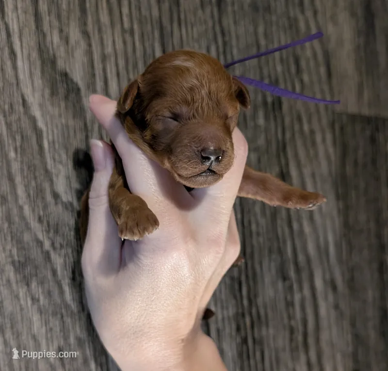 Grape 🍇 – Poodle - Toy  puppy for sale in Meta, MO