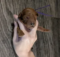 Grape 🍇, a female Poodle - Toy  for sale in Meta, MO – 1 of 10
