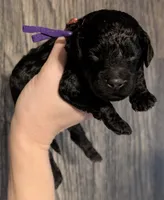 Sarabi 💜, a female Poodle - Miniature  for sale in Meta, MO – 6 of 10