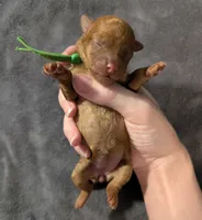 Pebbles 💚, a female Poodle - Toy  for sale in Meta, MO – 7 of 10