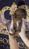 Nala 🩷, a female Poodle - Miniature  for sale in Meta, MO – 3 of 10