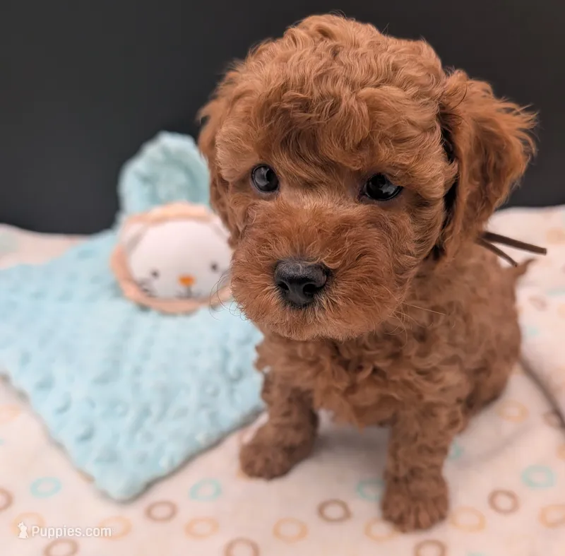 Barney 🤎 – Poodle - Toy  puppy for sale in Meta, MO
