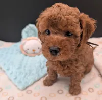 Barney 🤎, a male Poodle - Toy  for sale in Meta, MO – 1 of 10