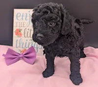 Sarabi 💜, a female Poodle - Miniature  for sale in Meta, MO – 5 of 10